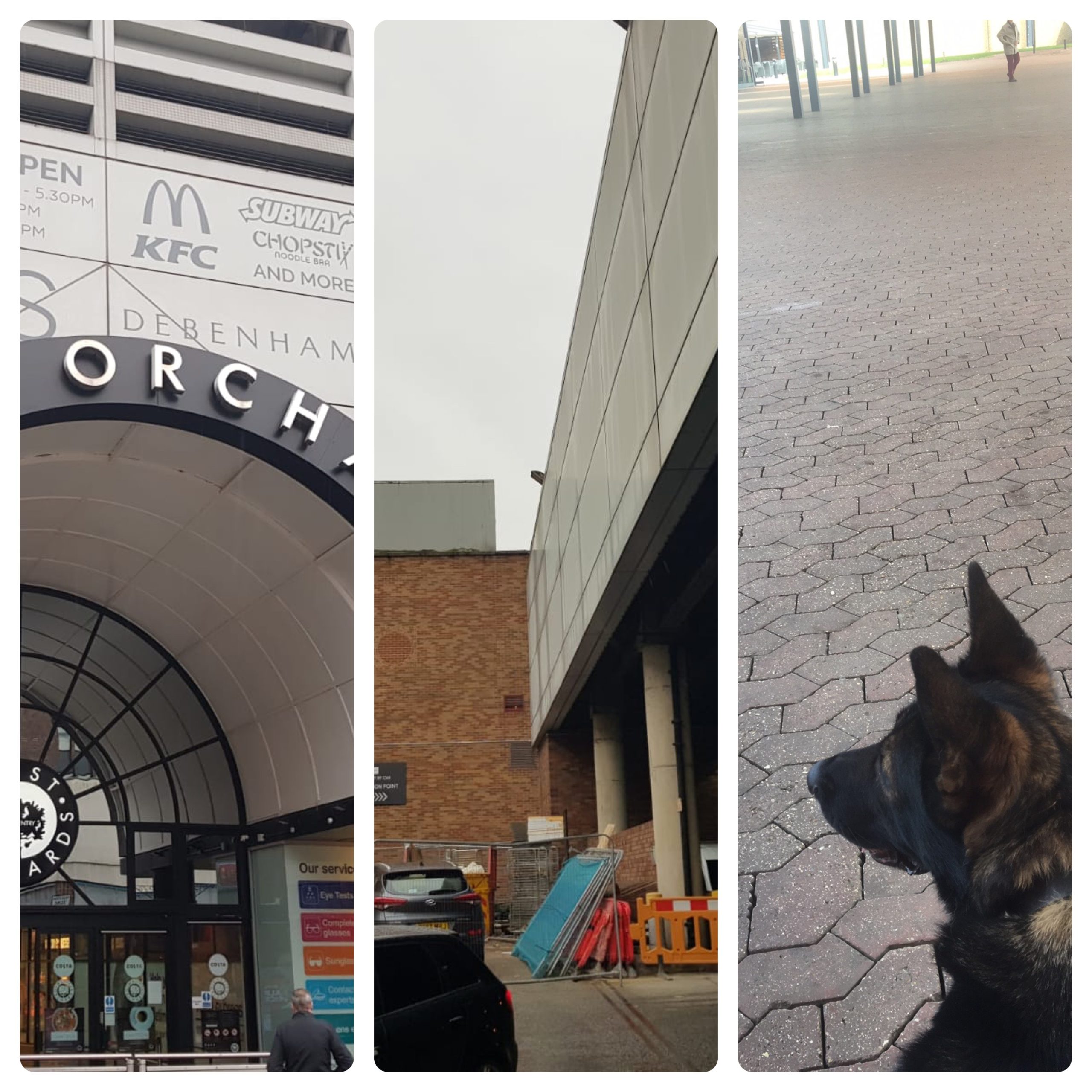 dogs working at cov shopping centre